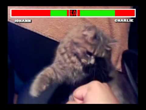 Street Fighter Cat