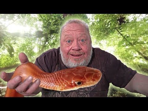 DIE FREUNDLICHE SCHLANGE - DIONENATTER | NORBERTS WELT | Zoo Zajac