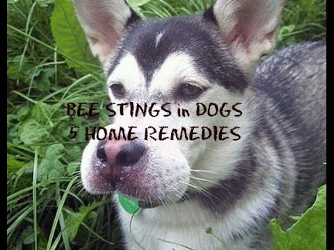 Bee Stings in Dogs: 5 Home Remedies