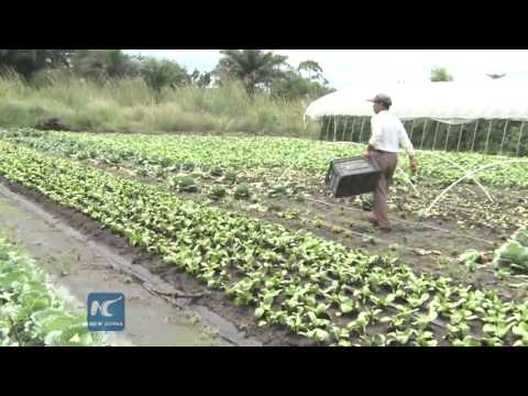 download lagu mp3 mp4 Chinese Farmers In Africa, download lagu Chinese Farmers In Africa gratis, unduh video klip Chinese Farmers In Africa