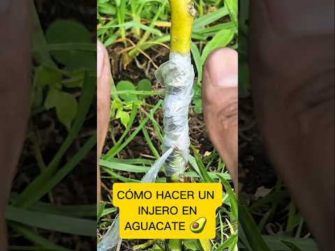 How to graft an avocado plant 🥑 #plants #garden #agriculture #grafting