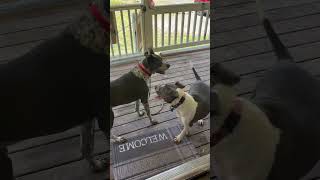 Video preview image #1 Bulldog-Unknown Mix Puppy For Sale in Decatur, GA, USA