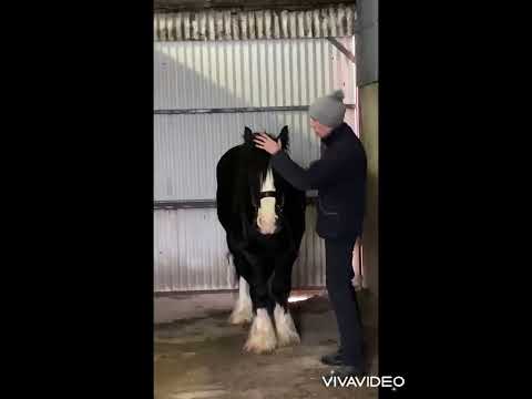 Super traditional cob - Image 2
