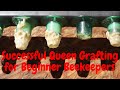 Grafting Queens For Beginners Queen Rearing Series Part 2
