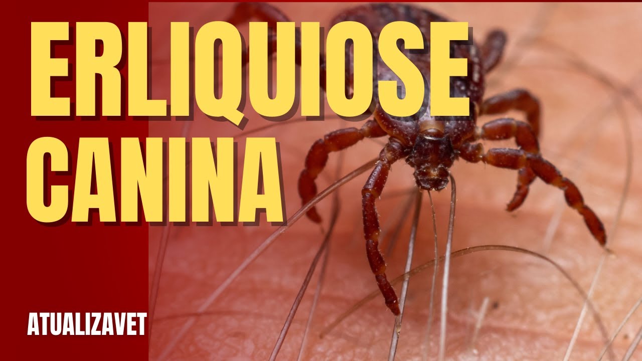 Ehrliquiose Canina - AtualizaVet