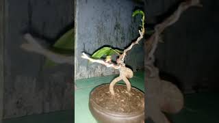 preview picture of video 'Mai vàng bonsai mini'