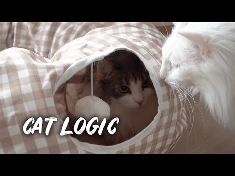 How to eat another cat's food | Norwegian forest cat