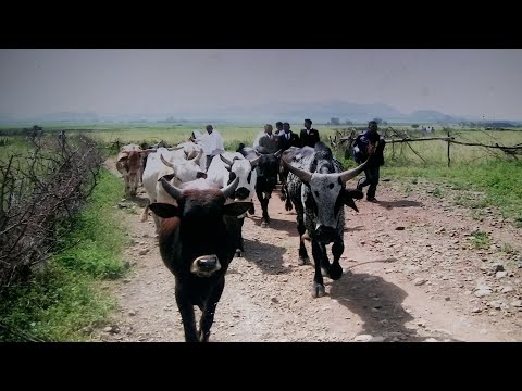 Eritrean gayla adi hizbay wedi sheka(2004)