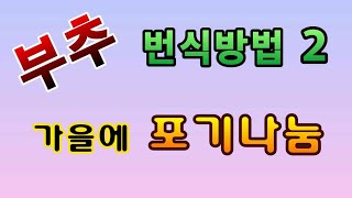 [텃밭농부.817]  부추의 번식방법 두번째.  포기나눔 #부추재배