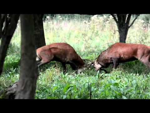 Combat de cerf brame 2015