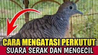 Download lagu Mengatasi Suara Perkutut Serak Mengecil Dan Hilang mp3