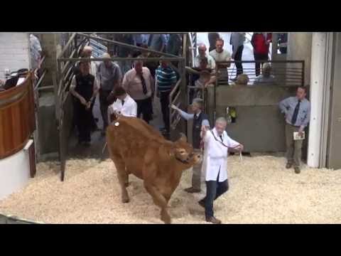 Top Priced Heifer at Elite Limousin Sale