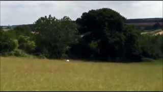 Wallaby spotted in Northamptonshire, UK