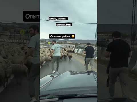 Ислам Махачев только опытные ребята