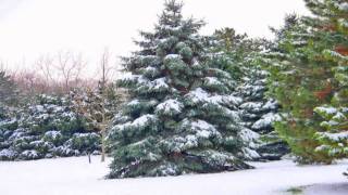 Hey Jude ♥ Jason Falkner