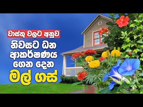 නිවසට ධන ආකර්ෂණය ගෙන දෙන මල් වර්ග 10ක් | Lucky Flower Plants For Home