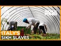 Italy S Sikh Slaves People And Power