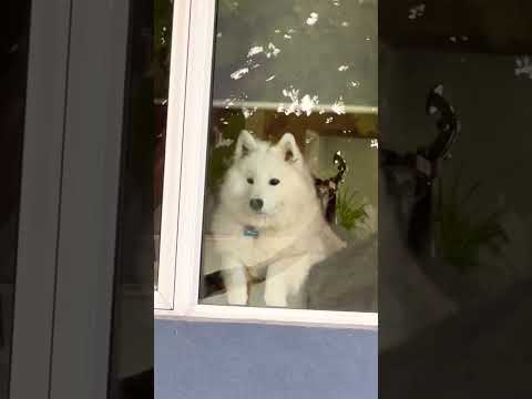 White Beautiful Pet Dog in the House Window Ottawa Canada 🍁 🇨🇦