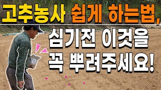 고추 심기전 꼭 뿌려야하는것 탄저 벌레 퇴치법 고추농사 고추재배
