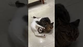 It was a chokehold war!😾😾#cat #cats #petcat #CuteCat #memes #chokehold