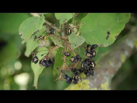 Wege, Christuskreuze und Wolliger Schneeball mit Fliegen und einer Wespe