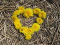 Five Iron Frenzy - Dandelions