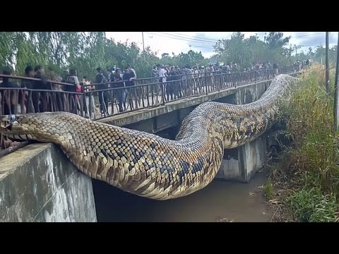 Giant Snake Found in the Amazon Is Unlike Anything We’ve Ever Seen