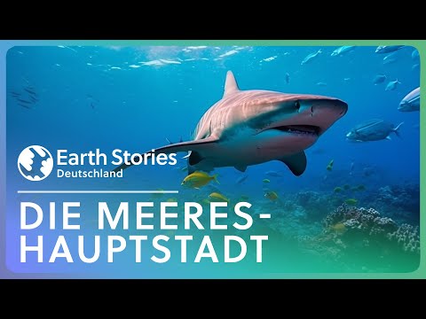 XXL-Doku: Atemberaubendes Korallendreieck