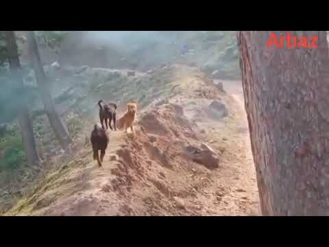 Bakharwal dogs in group | Dogs fight