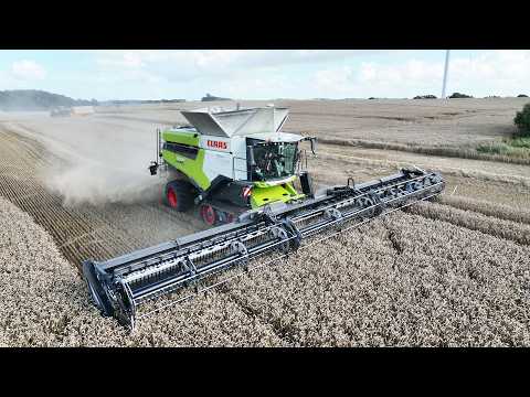 Claas Lexion 8900 with 50 ft. Wide MacDon FD250 Header Harvesting | Big Harvest