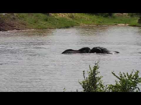 Djuma: Three Elephants enjoy some water play - 15:00 - 01/25/2020