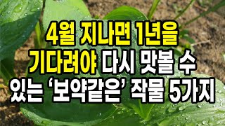 4월 지나면 다시 1년을 기다려야 맛볼 수 있는 건강에 최고로 좋은 보약이 따로 없는 작물 5가지