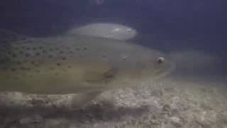 Trout, Redfish, and Catfish at night (underwater footage)