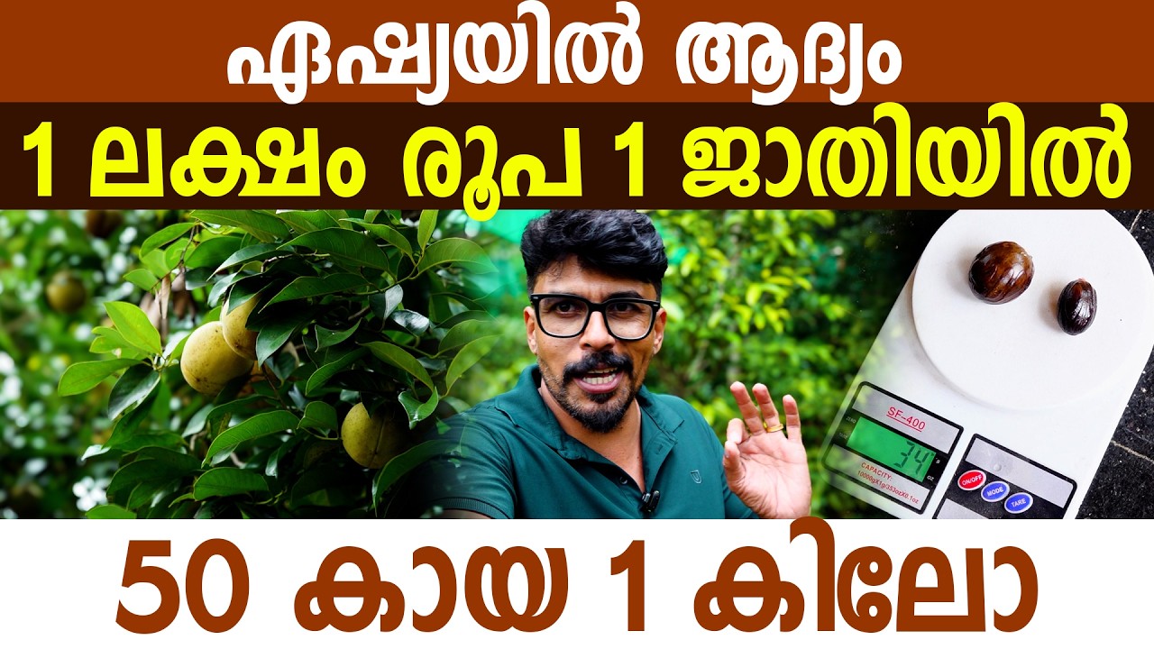 50 എണ്ണം തികഞ്ഞാൽ 1 കിലോ! ഏഷ്യയിൽ ആദ്യമായി അപൂർവ്വ ഇനം ജാതി