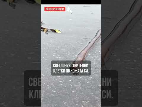 Знаете ли, че дъждовните червеи нямат очи?