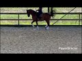 Cheval dressage 