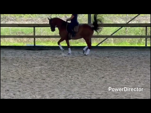 Cheval dressage 