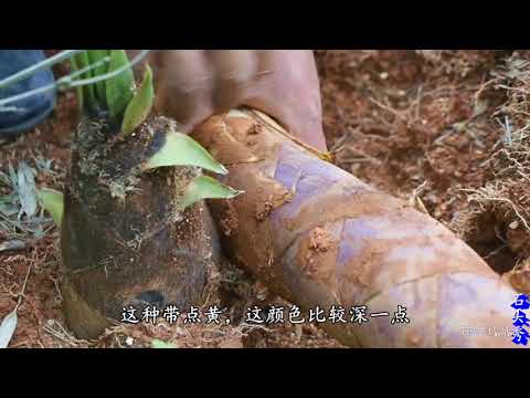 農村小哥徒手挖山貨,小狗耍賴不讓挖,躺在這不走 【石头秀】