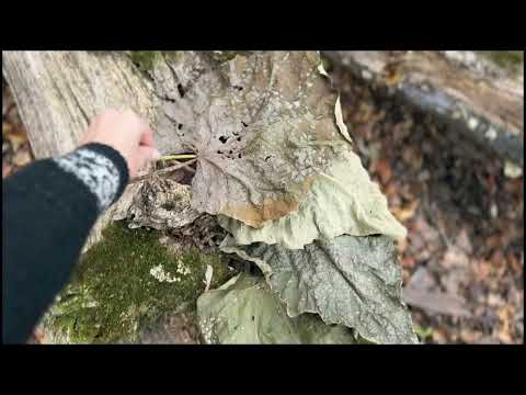 FOREST BATHING