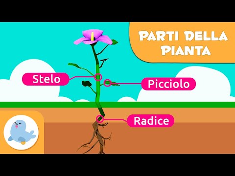 Le parti della pianta e la fotosintesi - Video educativo per bambini