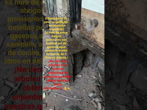 #abejas #Misiones #Argentina #Naturaleza #conservación #concientización #Te #campoviera