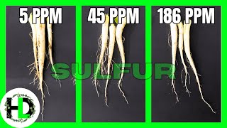 Does More Sulfur Help Plant Growth? A Hydroponic Test