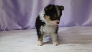 ハーフ犬の動画01