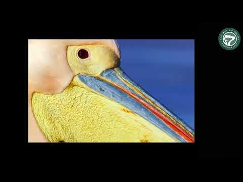 On Tour: Greece's Pelicans