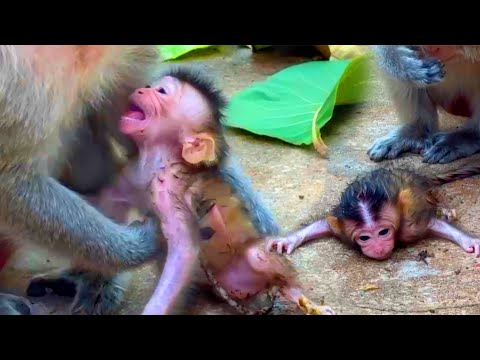 P00rly...! The Newborn Macaque Was Left After Mother Was So Weaker after Born Few Hours