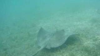 preview picture of video 'Stingray St. John US Virgin Islands Waterlemon Bay'