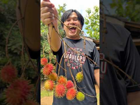 เราเอามาให้ #โบ๊ะบ๊ะshorts #funny #ครอบครัวมิ้วกะเติ๊ก