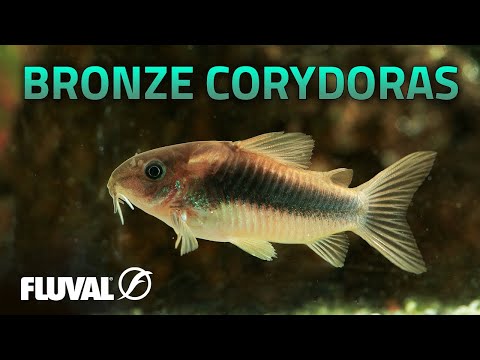 Species Spotlight | Bronze Corydoras