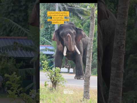 යන්නත් ගිහින් නැවතිලා කුමාර අයියට ස්තූති කරල ගිය ඇත් රජු..උතුම් වූ නිවනින්ම සැනසීම ලබත්වා..😢🙏