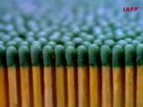 Brazilian Ecological Movement | 1991